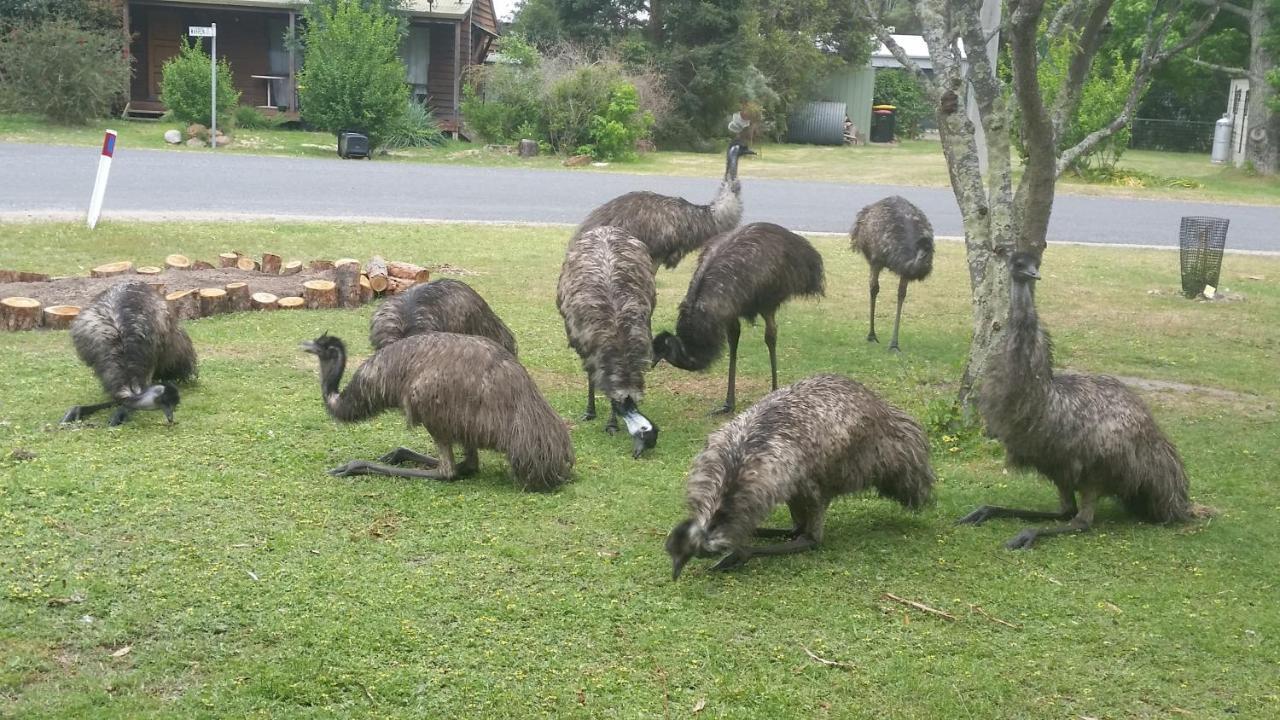 Auberge de jeunesse Yha Grampians Eco, Halls Gap Extérieur photo